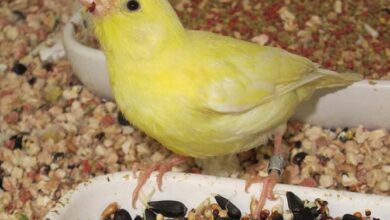 Advanced Canary Nutrition Programs