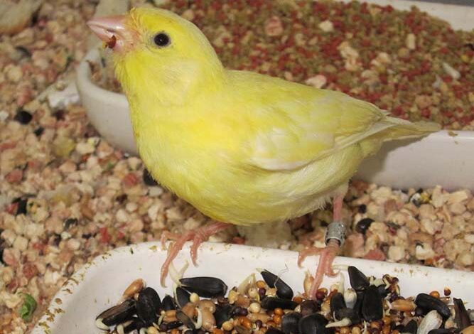 Advanced Canary Nutrition Programs