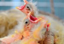 Baby Raising Foods for Canaries