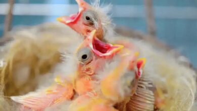Baby Raising Foods for Canaries