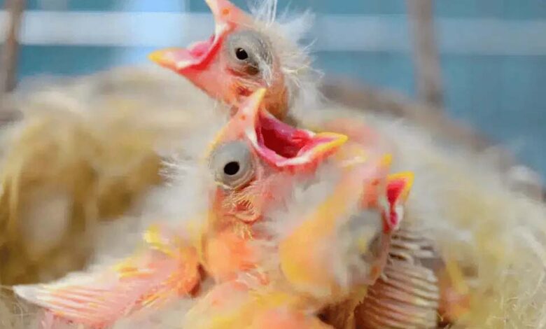 Baby Raising Foods for Canaries