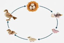 Bird-Life-Cycle