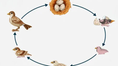 Bird-Life-Cycle