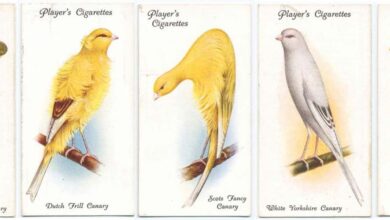 Canary Collection and Pedigree Tracking