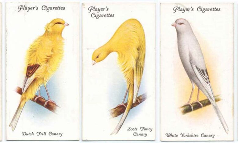 Canary Collection and Pedigree Tracking