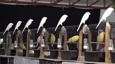 Canary Competition Evaluation Criteria