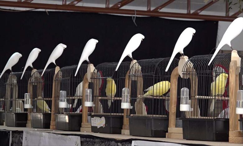 Canary Competition Evaluation Criteria