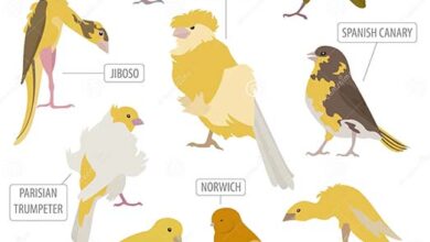 Canary Competition Types