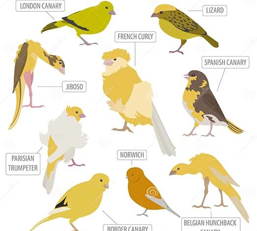 Canary Competition Types