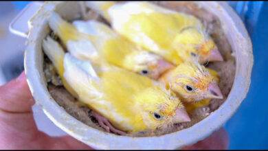 Canary Eggs and Incubation Process