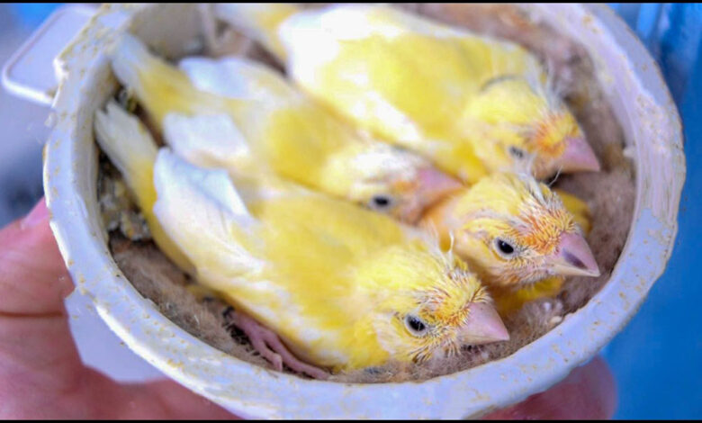 Canary Eggs and Incubation Process