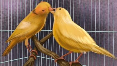 Canary Mating Behavior