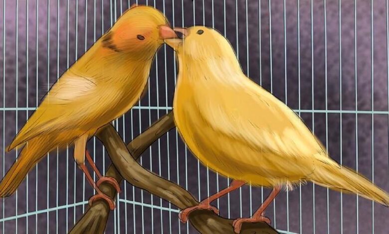 Canary Mating Behavior