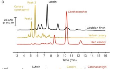 Canary Songs and Behaviors