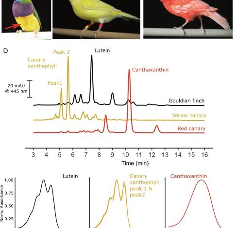 Canary Songs and Behaviors