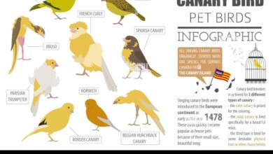 Canary breed selection guide