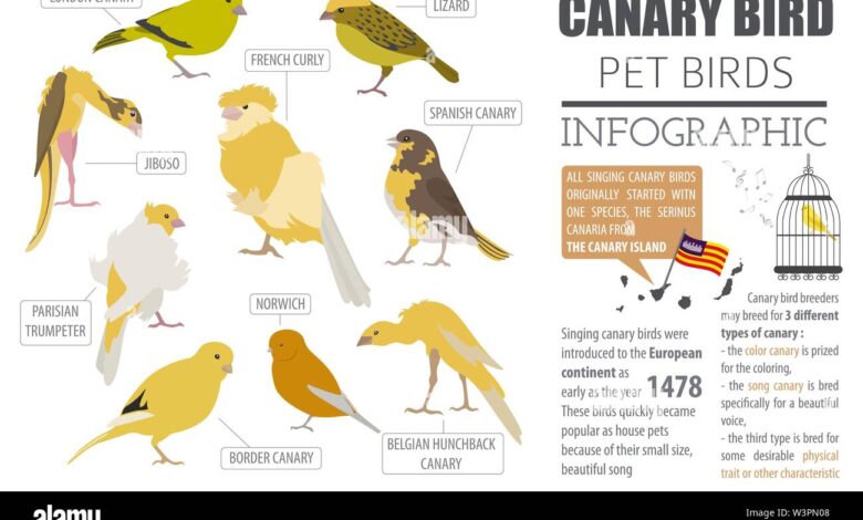 Canary breed selection guide