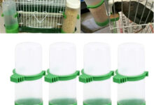Choosing a Feeder and Waterer for Canaries
