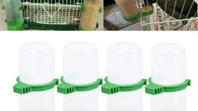 Choosing a Feeder and Waterer for Canaries