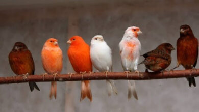 Color Canaries