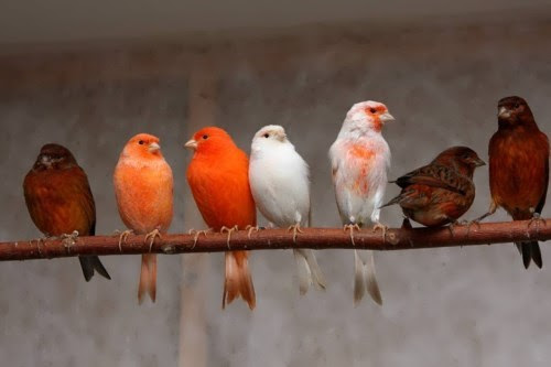 Color Canaries