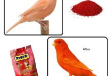 Color Foods for Canaries