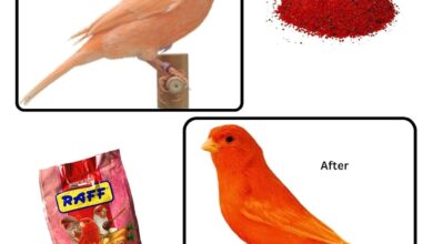 Color Foods for Canaries