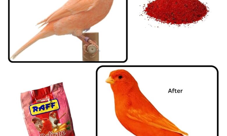 Color Foods for Canaries