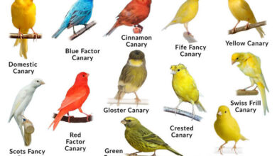 Differences Between Canary Species