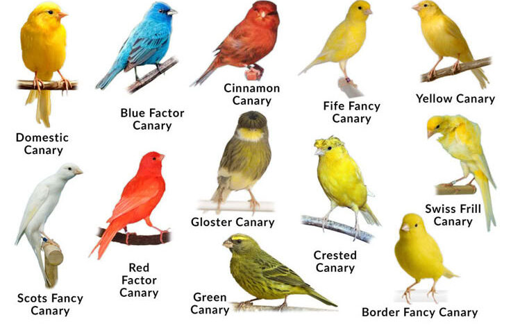 Differences Between Canary Species