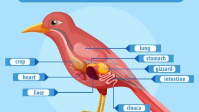 Digestive Problems in Canaries