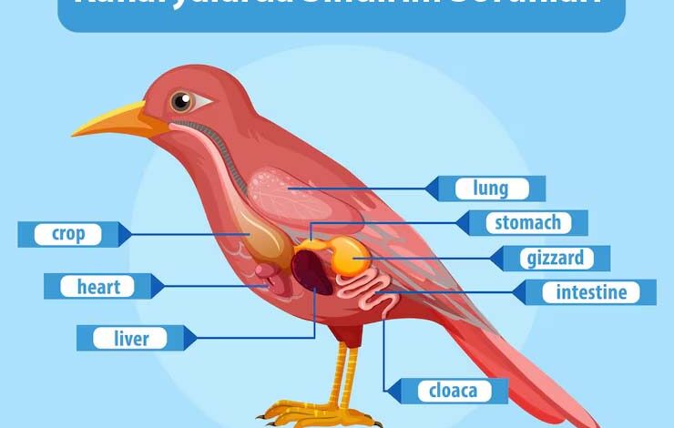 Digestive Problems in Canaries
