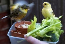 How to Have a Healthy Canary