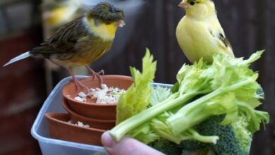 How to Have a Healthy Canary