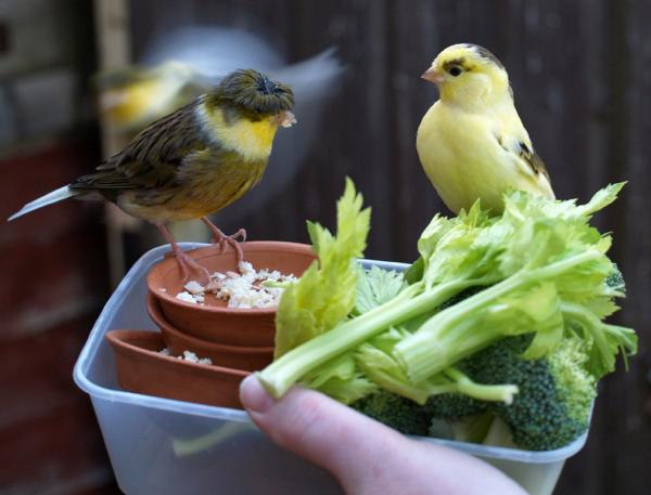 How to Have a Healthy Canary