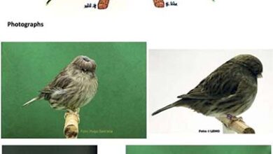 International Canary Standards