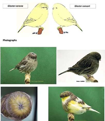International Canary Standards