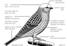 Lizard-features-rev