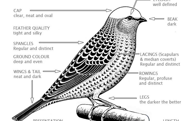 Lizard-features-rev