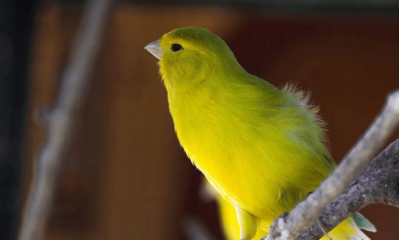 Malinua