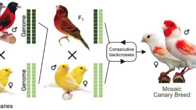 Mate Selection in Canaries