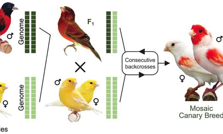 Mate Selection in Canaries