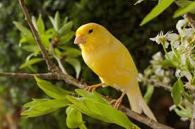 Natural Supplements for Canaries
