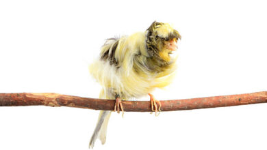 On White Background