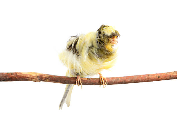 On White Background