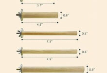 Perch selection guide for canaries