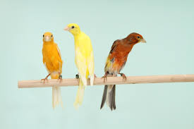 Posture Canaries
