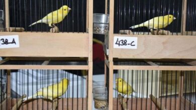 Preparation before the canary competition