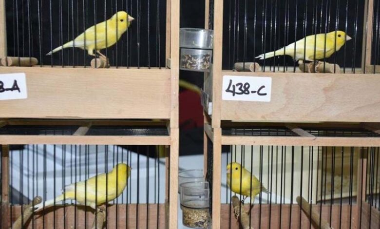 Preparation before the canary competition