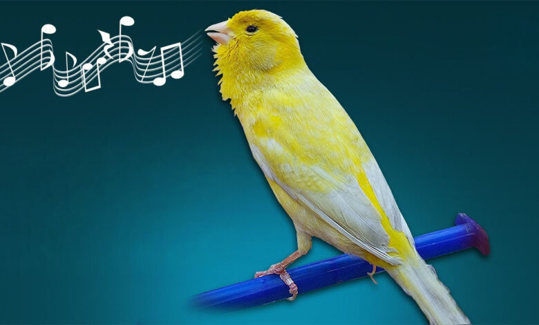 Singing Canaries